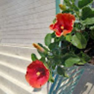 Meet your Posher, Daniel robinson